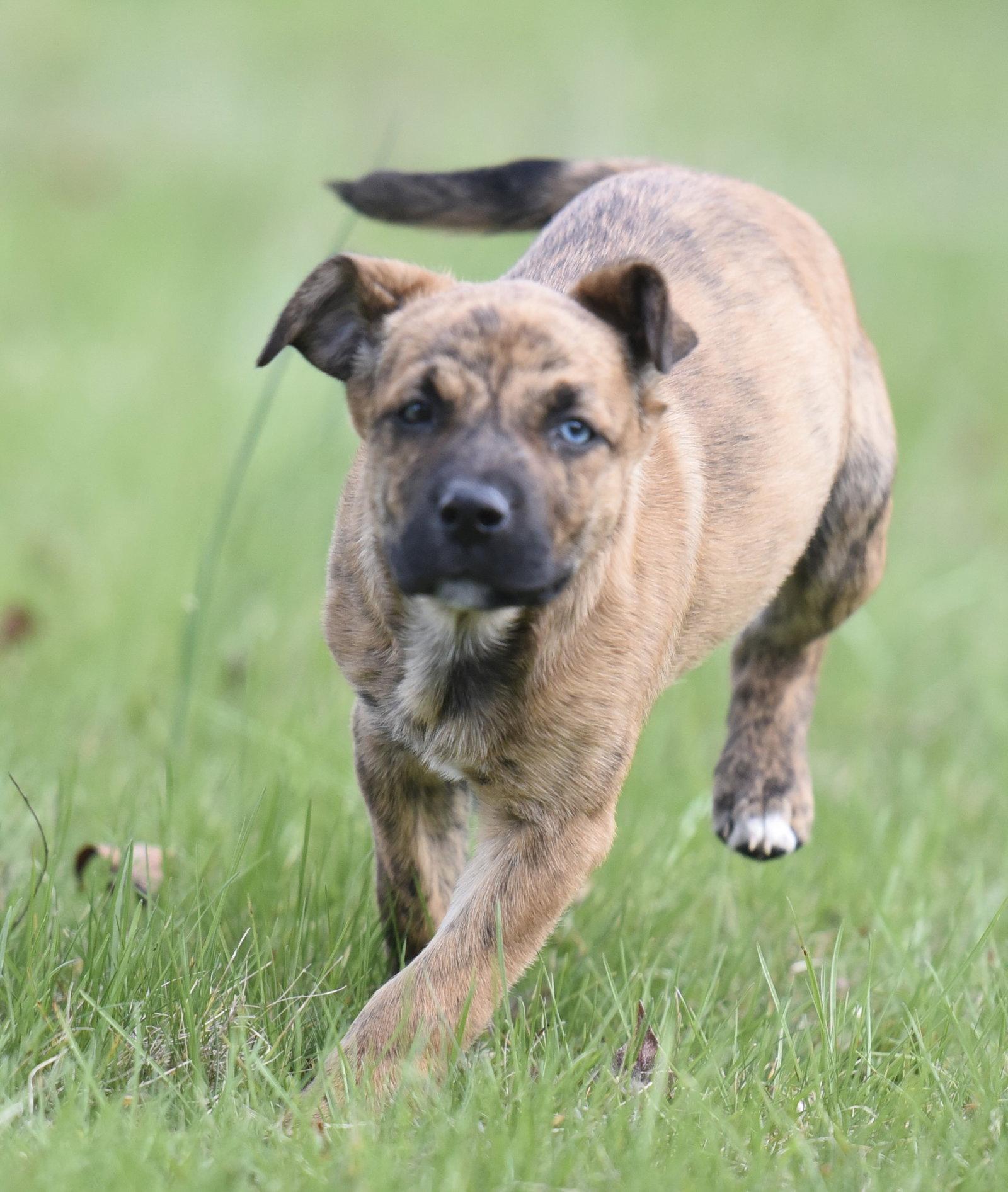 Enlarge Caitlin, a Adoptable mixed breed in Mechanicsburg, PA image 1/3