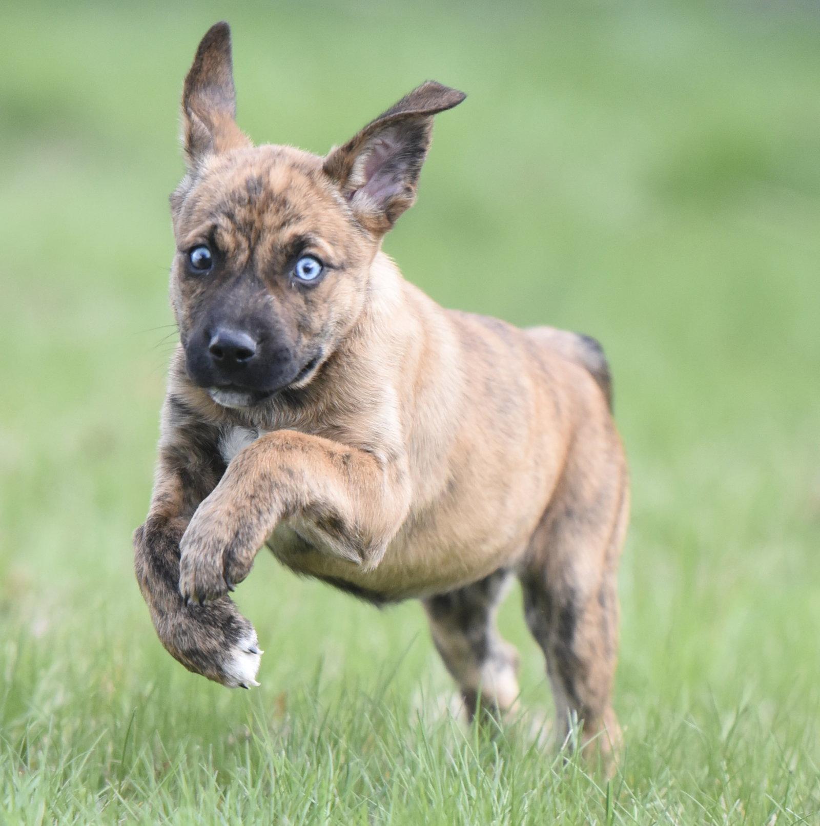 Enlarge Caitlin, a Adoptable mixed breed in Mechanicsburg, PA image 2/3