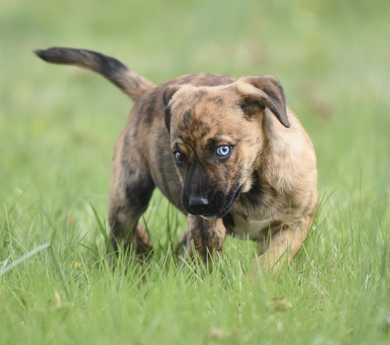 Enlarge Caitlin, a Adoptable mixed breed in Mechanicsburg, PA image 3/3
