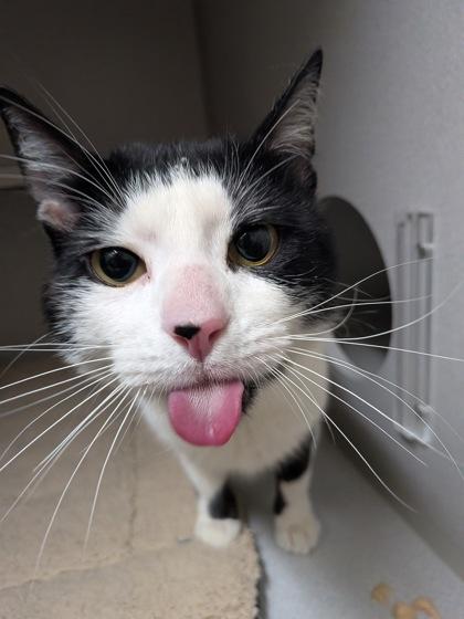 Therman Merman, Adoptable, Young Male Domestic Short Hair & Domestic Short Hair.