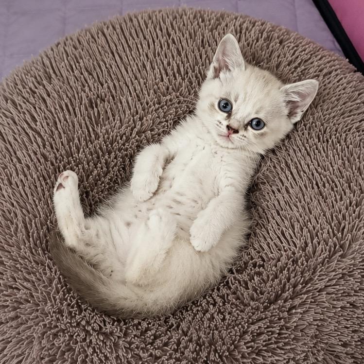 Marta, Adoptable, Kitten Female Siamese.