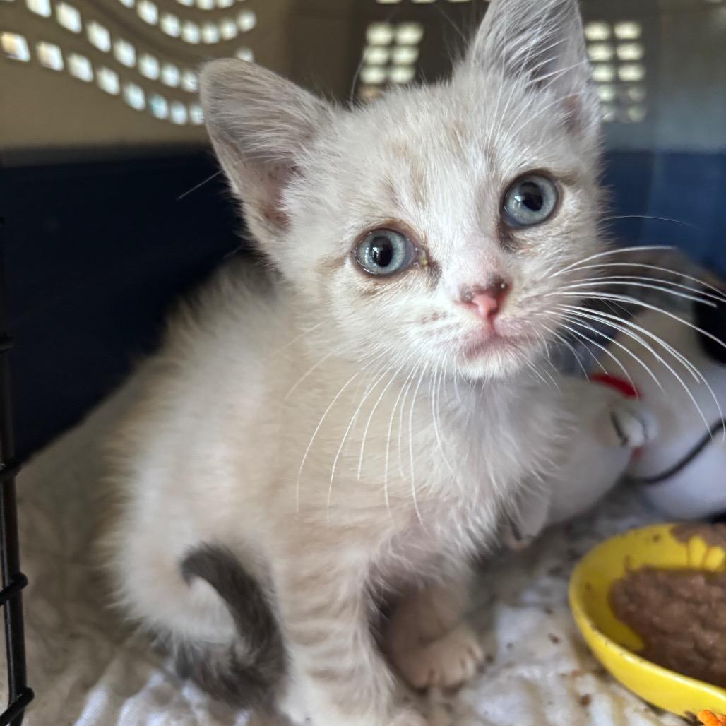 Enlarge Marta, a Adoptable Siamese in Columbia, MO image 2/2