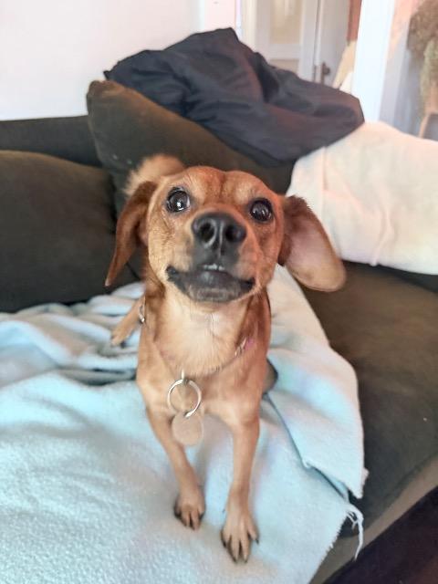 Piquillo, Adoptable, Young Male Dachshund & Pomeranian.