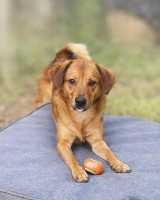 Piquillo, Adoptable, Young Male Dachshund & Pomeranian.