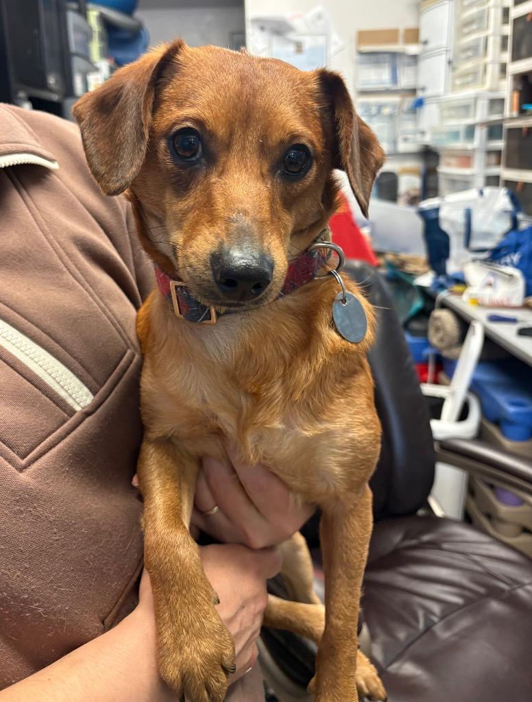 Enlarge Piquillo, a Adoptable mixed breed in Reno, NV image 2/2