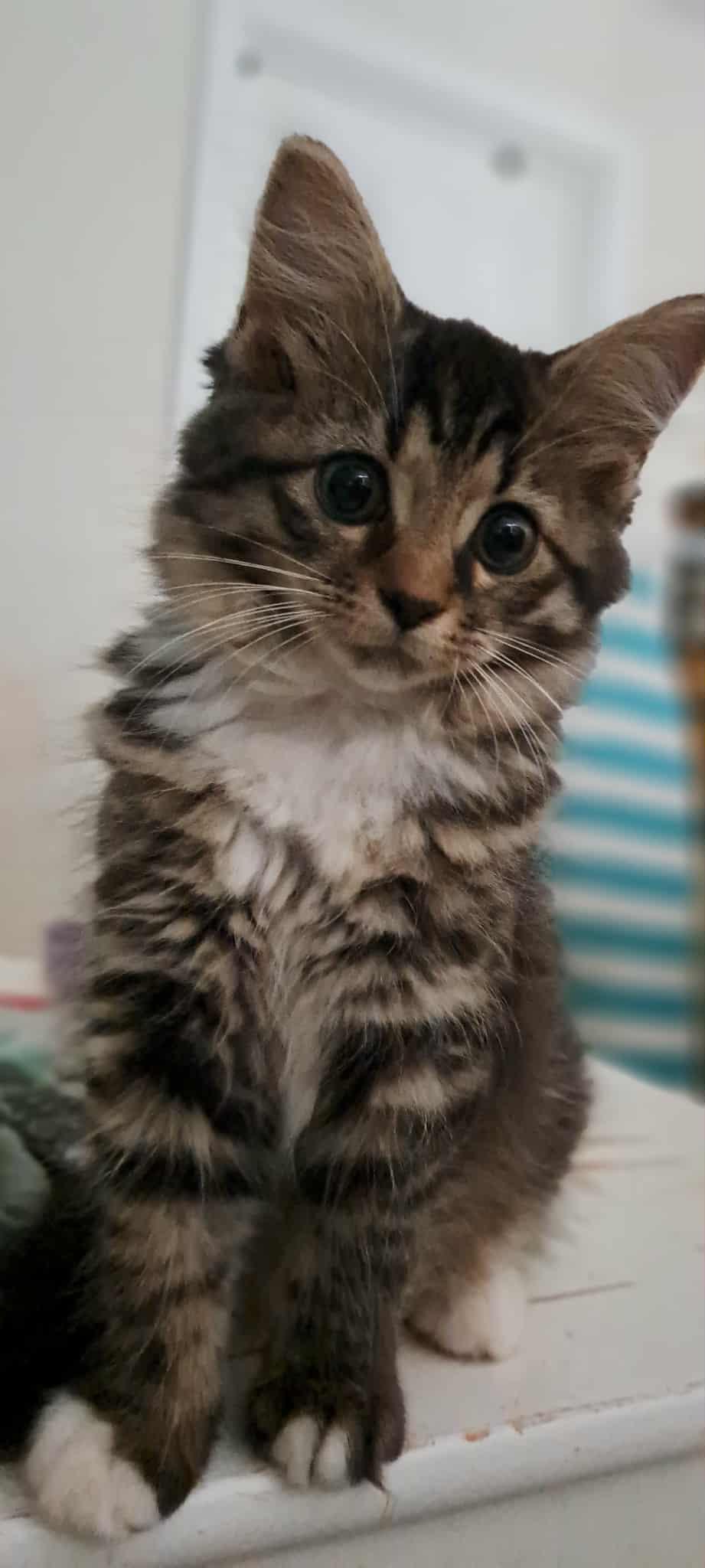 Figgy Pudding, adopted, Kitten Female Domestic Long Hair.