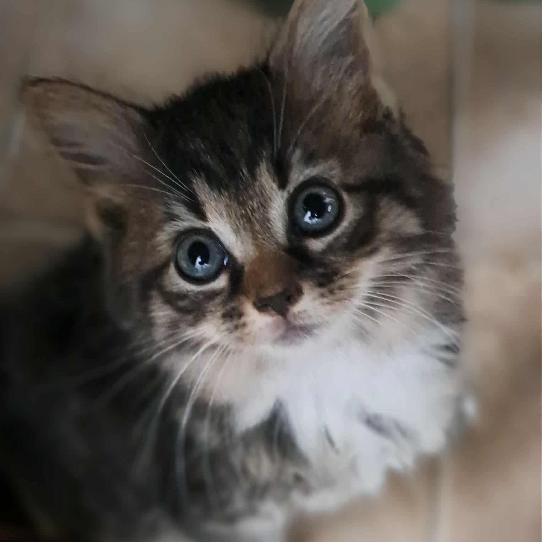 Figgy Pudding, adopted, Kitten Female Domestic Long Hair.