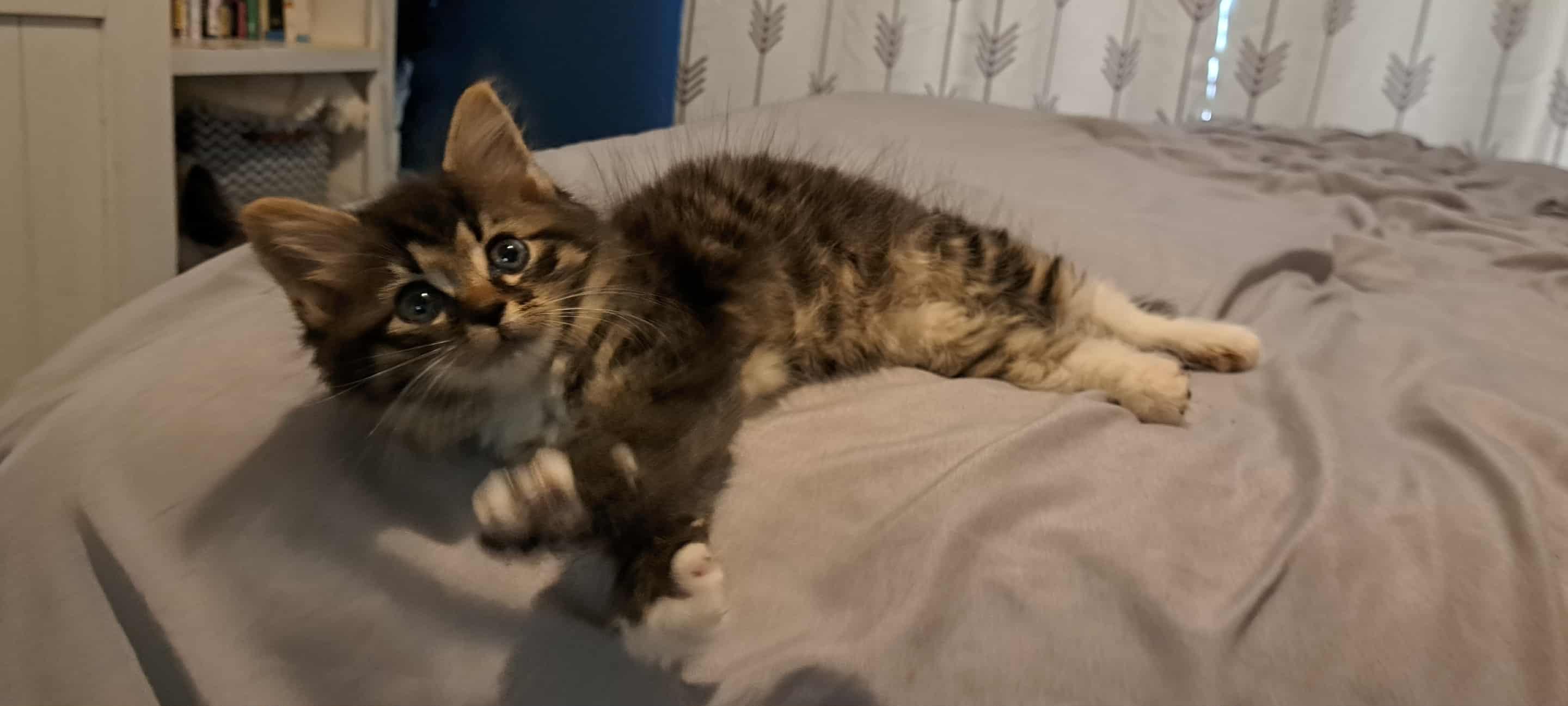 Figgy Pudding, an adopted Domestic Long Hair in Winston-Salem, NC image 5/6