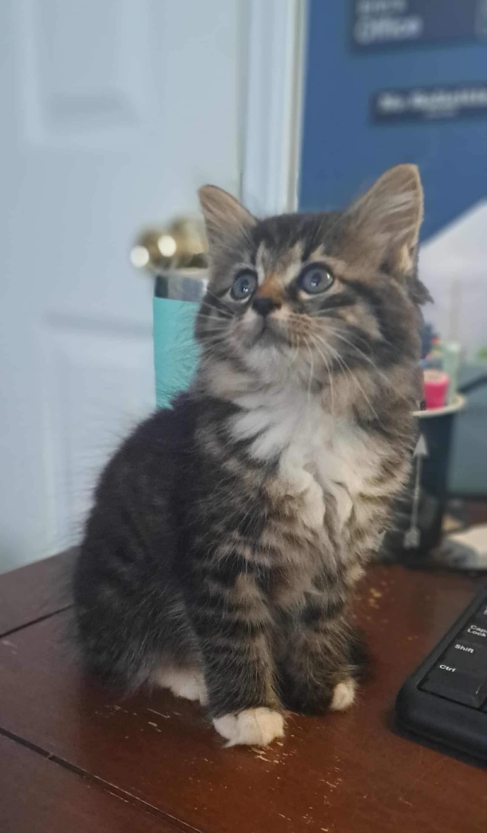 Figgy Pudding, an adopted Domestic Long Hair in Winston-Salem, NC image 4/6