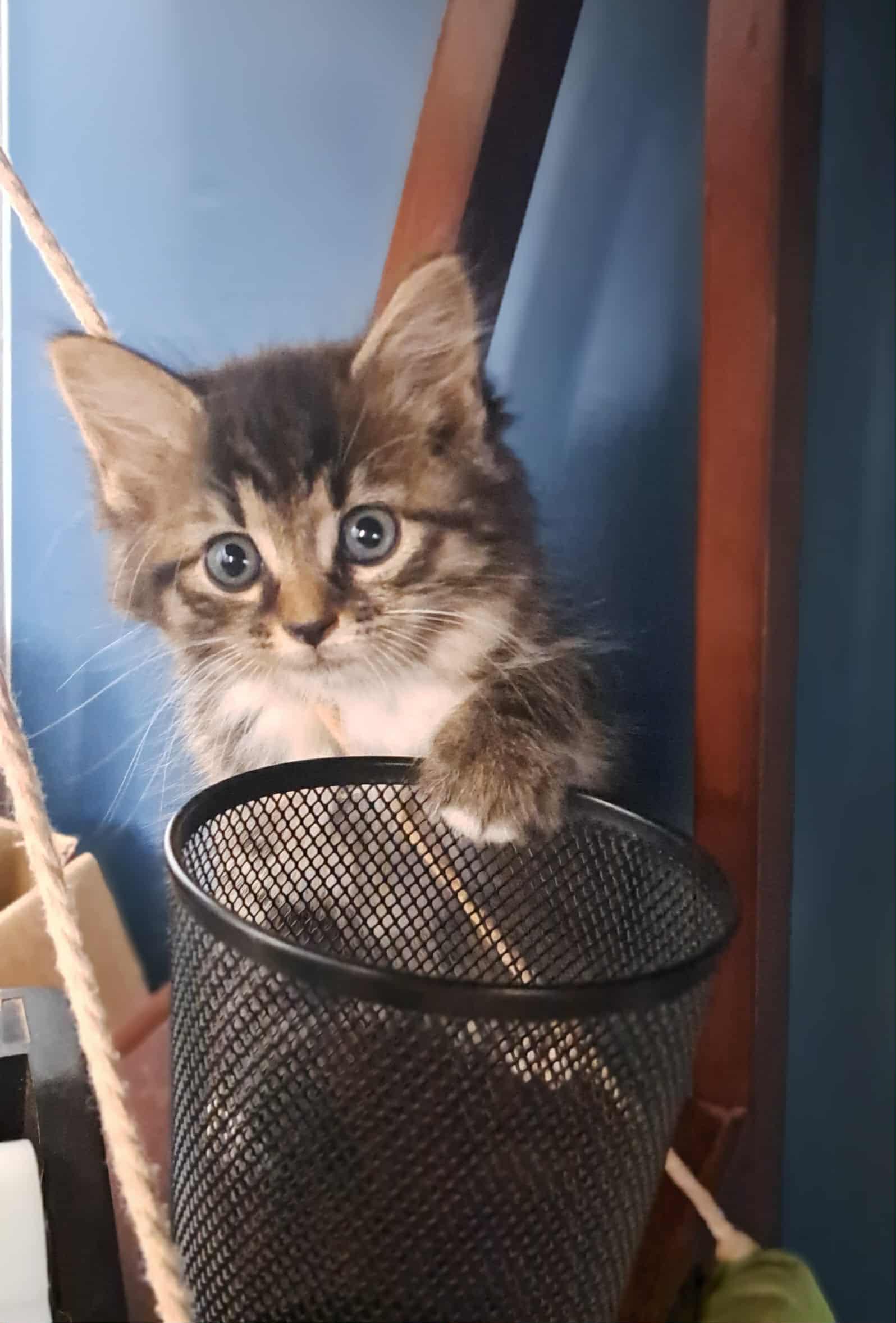 Figgy Pudding, an adopted Domestic Long Hair in Winston-Salem, NC image 6/6