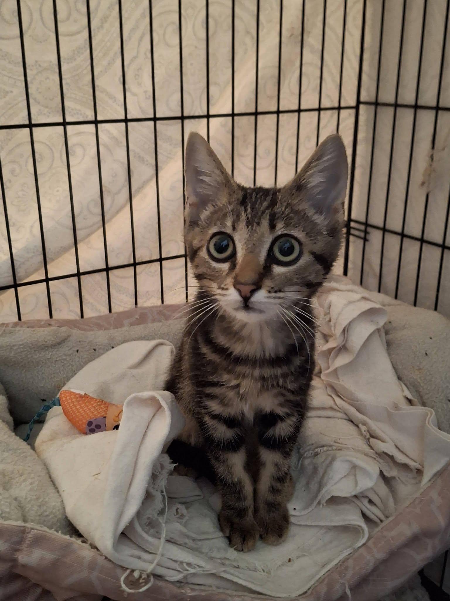 Enlarge SHAY, a Adoptable mixed breed in Cottonwood, CA image 2/5