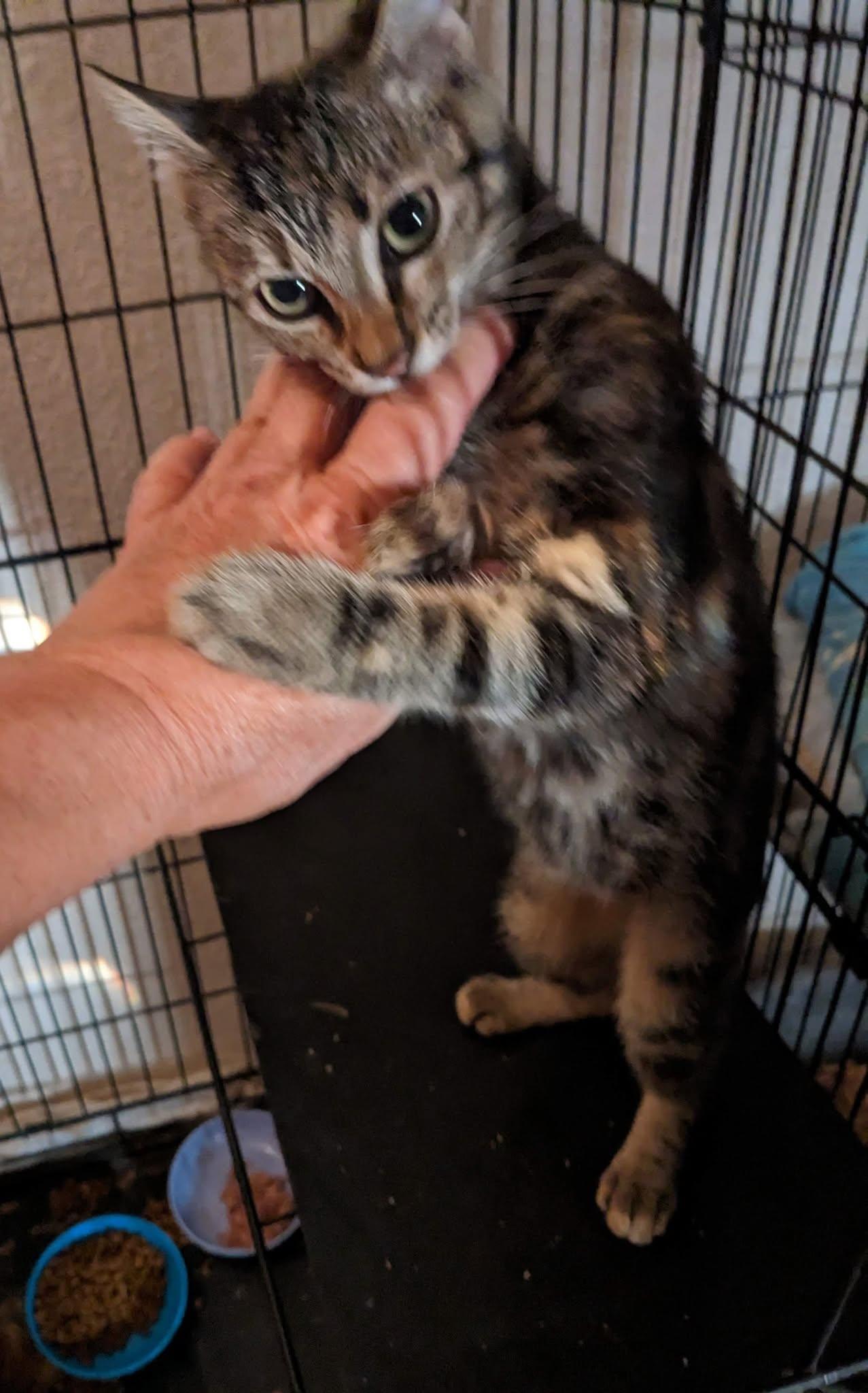 SHAY, Adoptable, Kitten Female Tabby & Bengal.