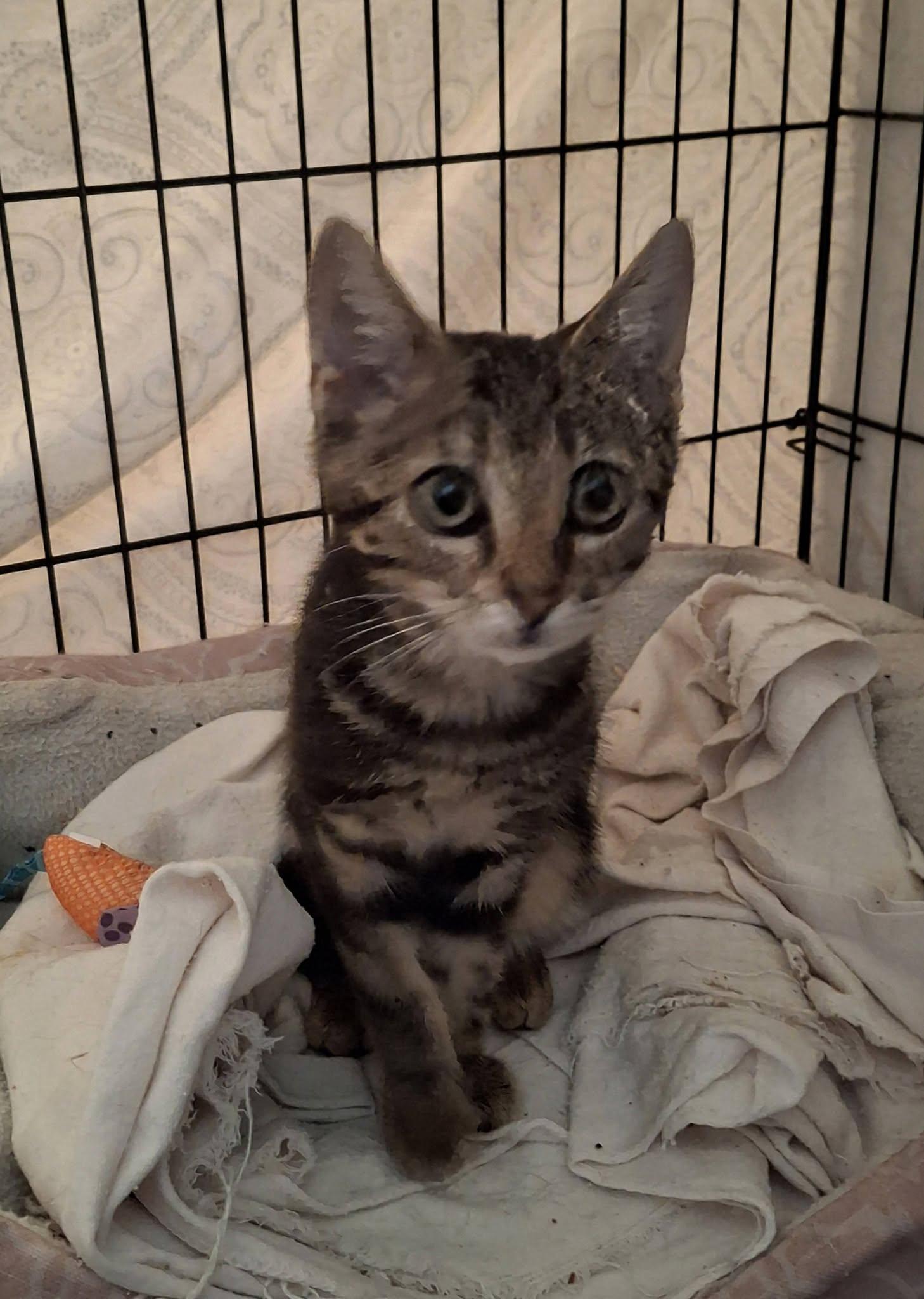 Enlarge SHAY, a Adoptable mixed breed in Cottonwood, CA image 4/5