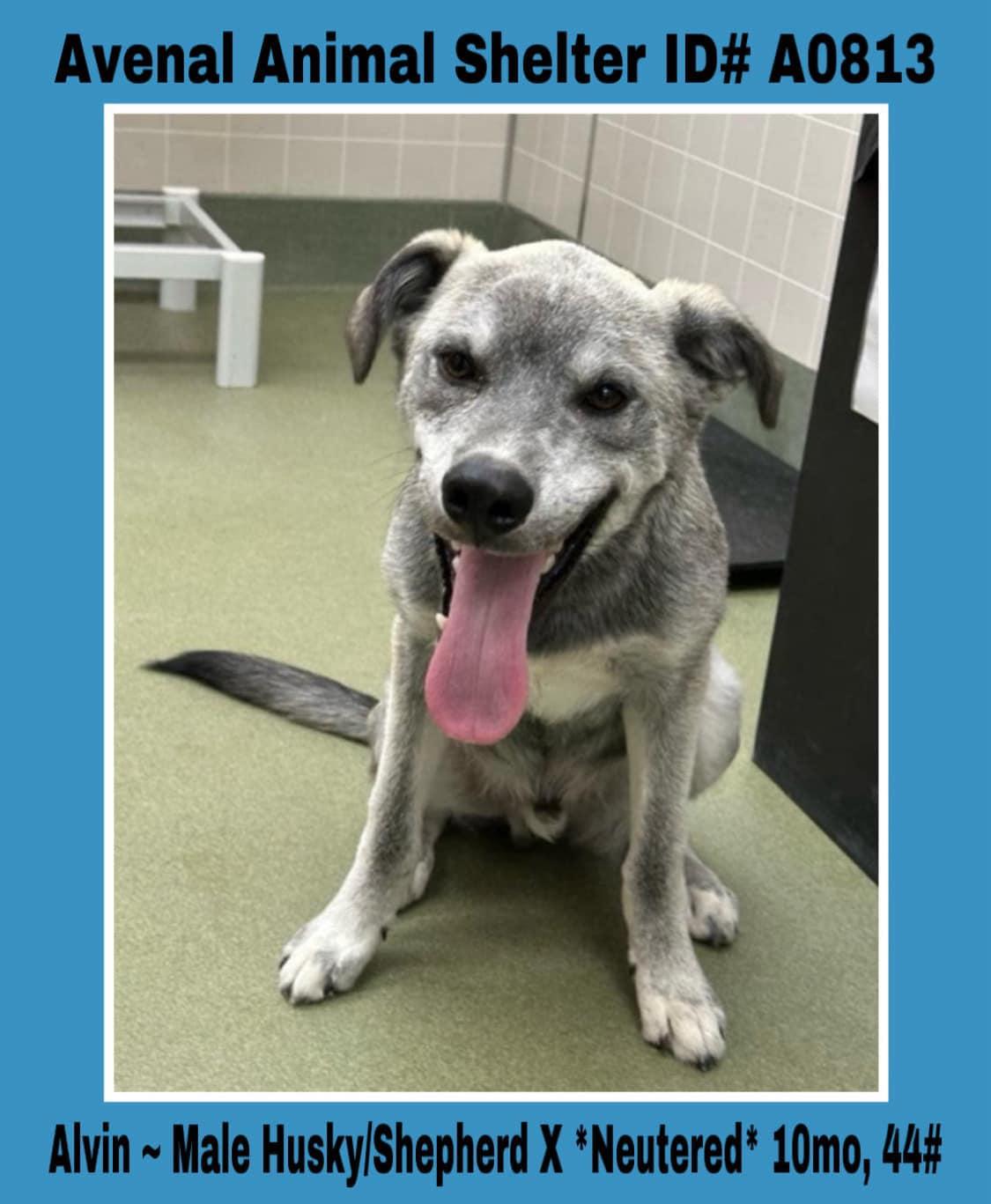 Enlarge Alvin, a Adoptable mixed breed in Avenal, CA image 1/1