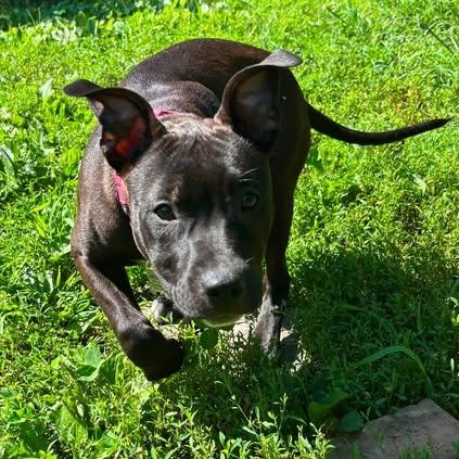 Enlarge Gabby, a Adoptable mixed breed in Albany, NY image 3/6