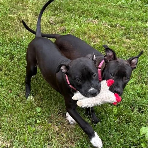 Enlarge Gabby, a Adoptable mixed breed in Albany, NY image 4/6