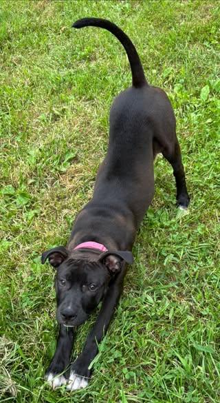Enlarge Gabby, a Adoptable mixed breed in Albany, NY image 5/6