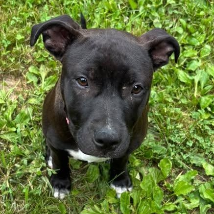 Enlarge Gabby, a Adoptable mixed breed in Albany, NY image 1/6