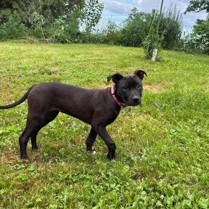 Enlarge Gabby, a Adoptable mixed breed in Albany, NY image 2/6