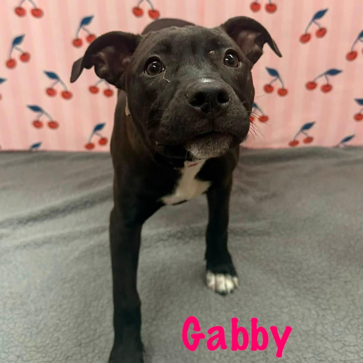Enlarge Gabby, a Adoptable mixed breed in Albany, NY image 6/6