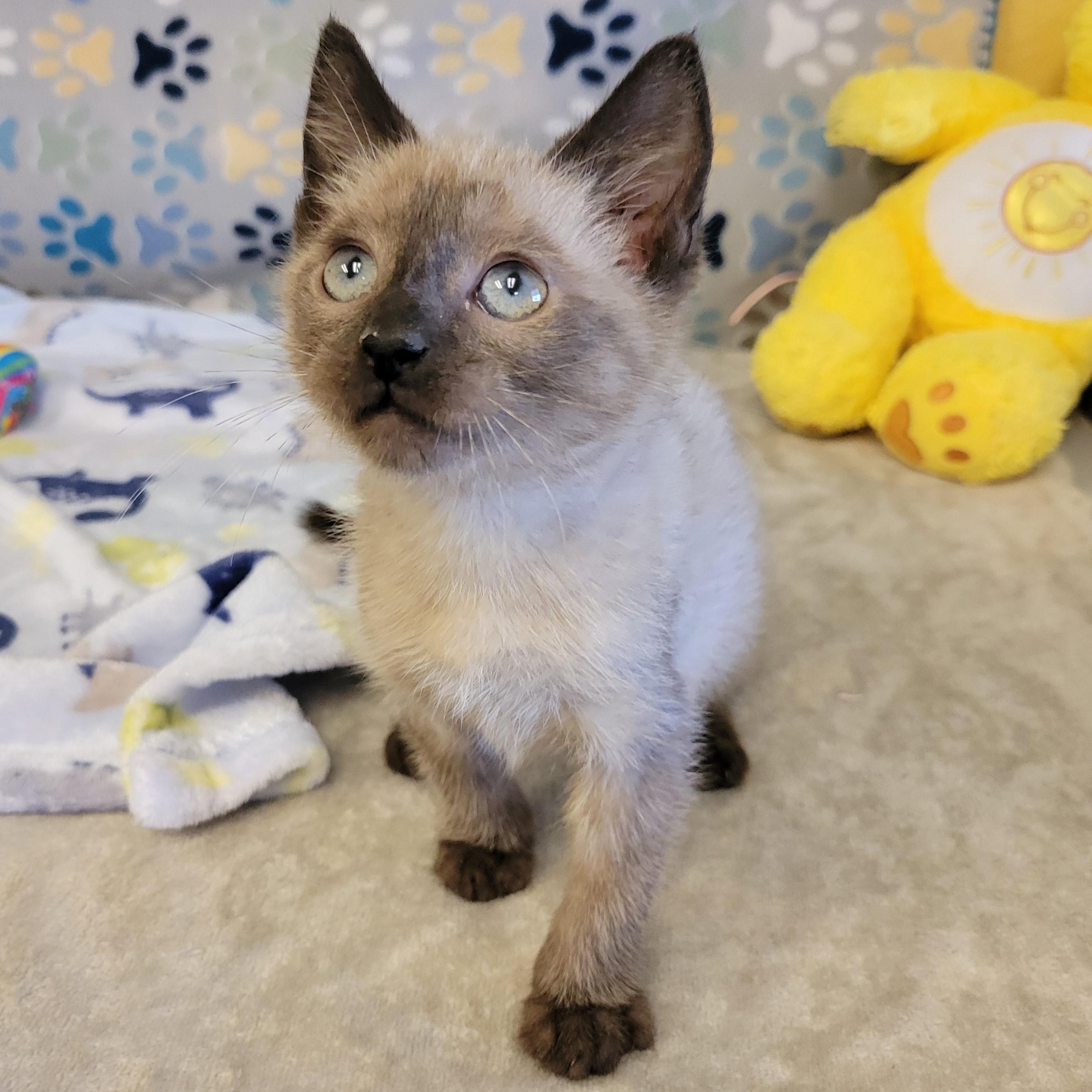 Enlarge Eddie, an adopted mixed breed in ALPINE, TX image 1/5