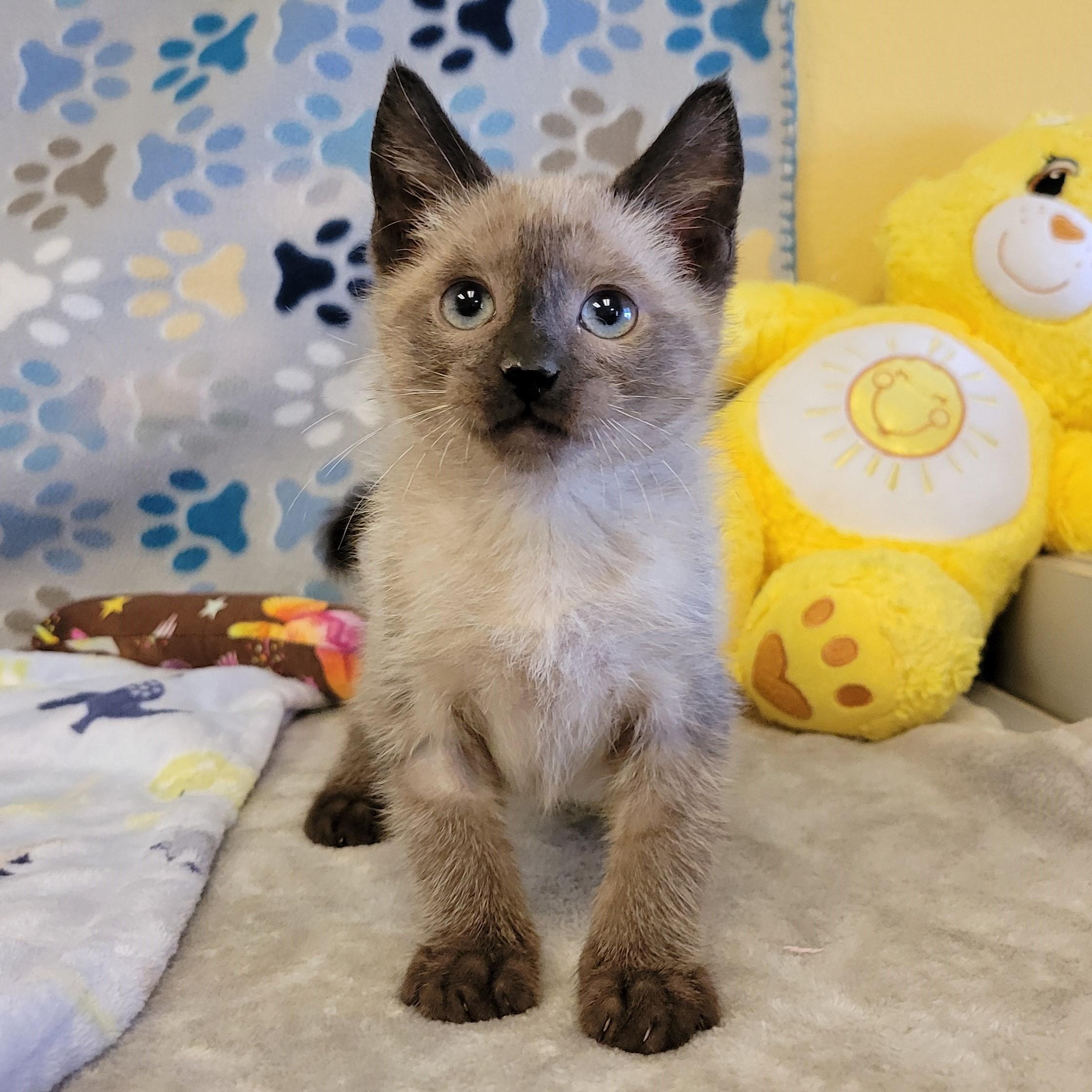 Enlarge Eddie, an adopted mixed breed in ALPINE, TX image 2/5