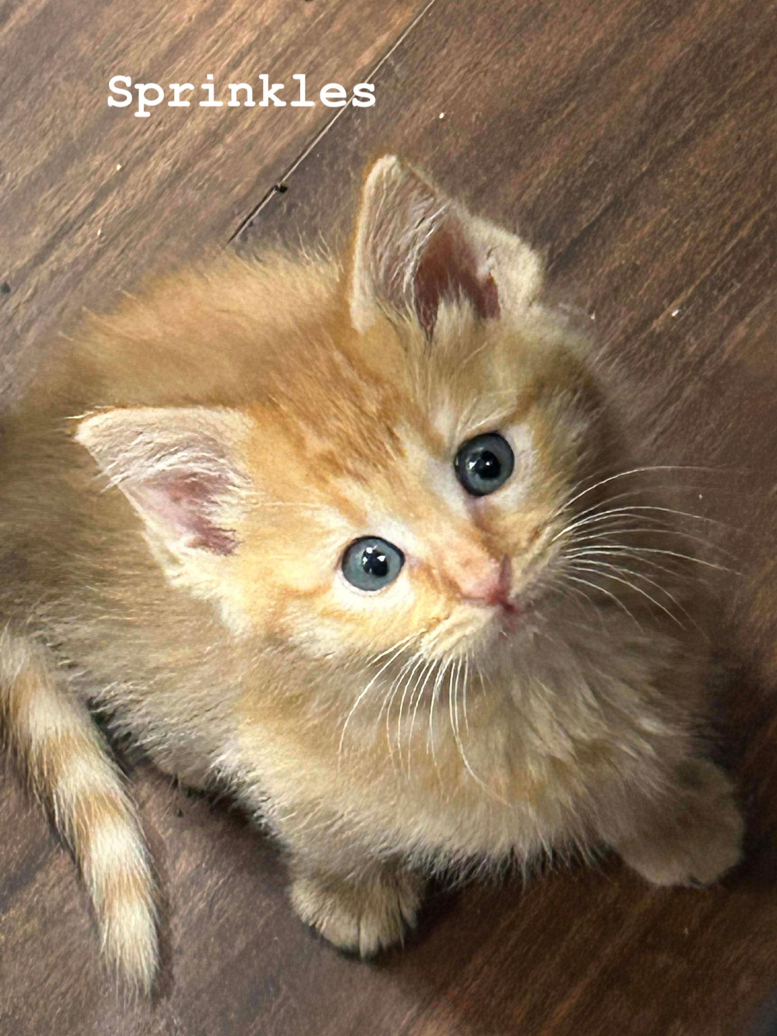Enlarge Sprinkles, an adopted Tabby in Orange, CA image 1/1