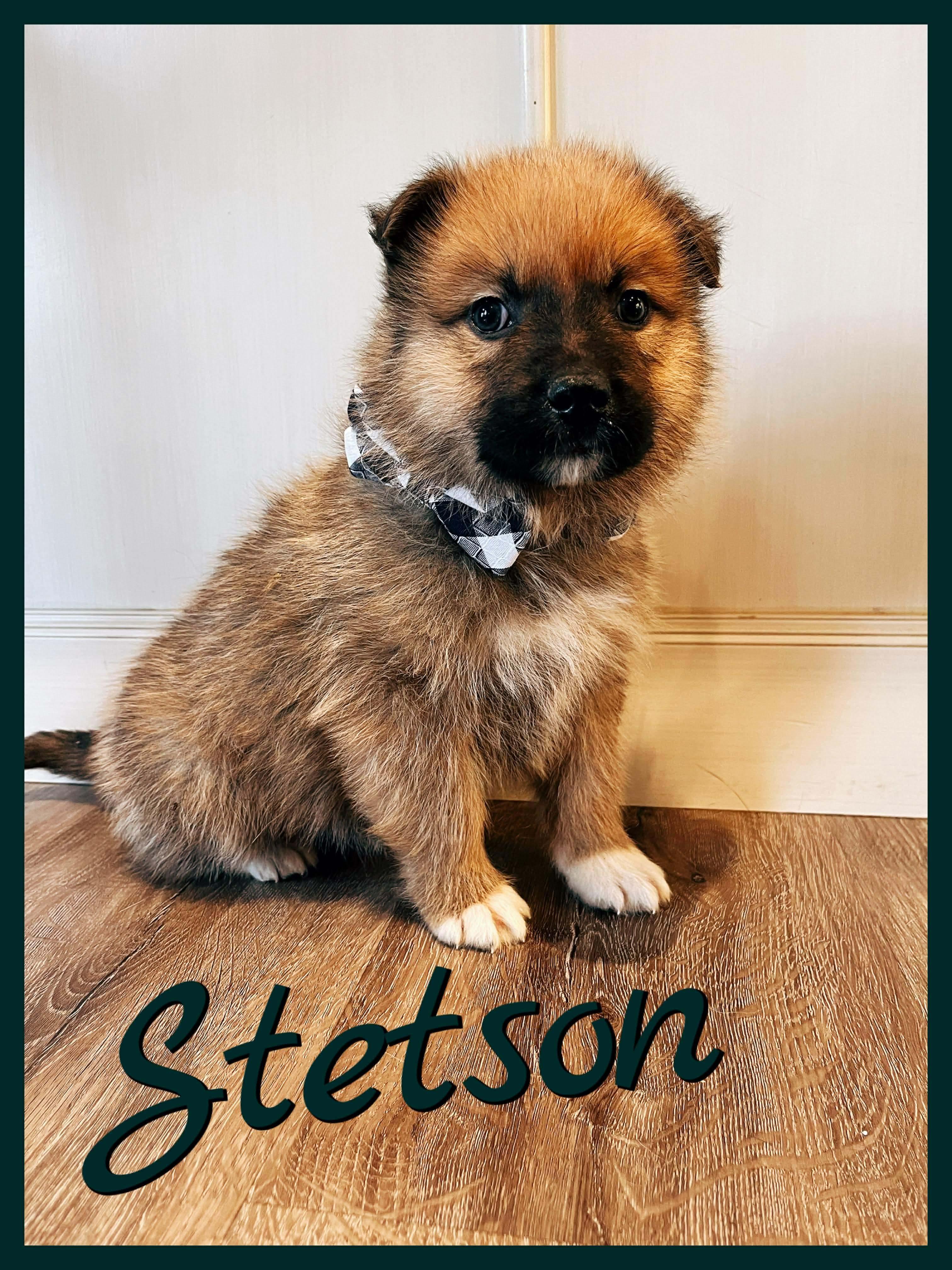Stetson, Adoptable, Puppy Male Mixed Breed.