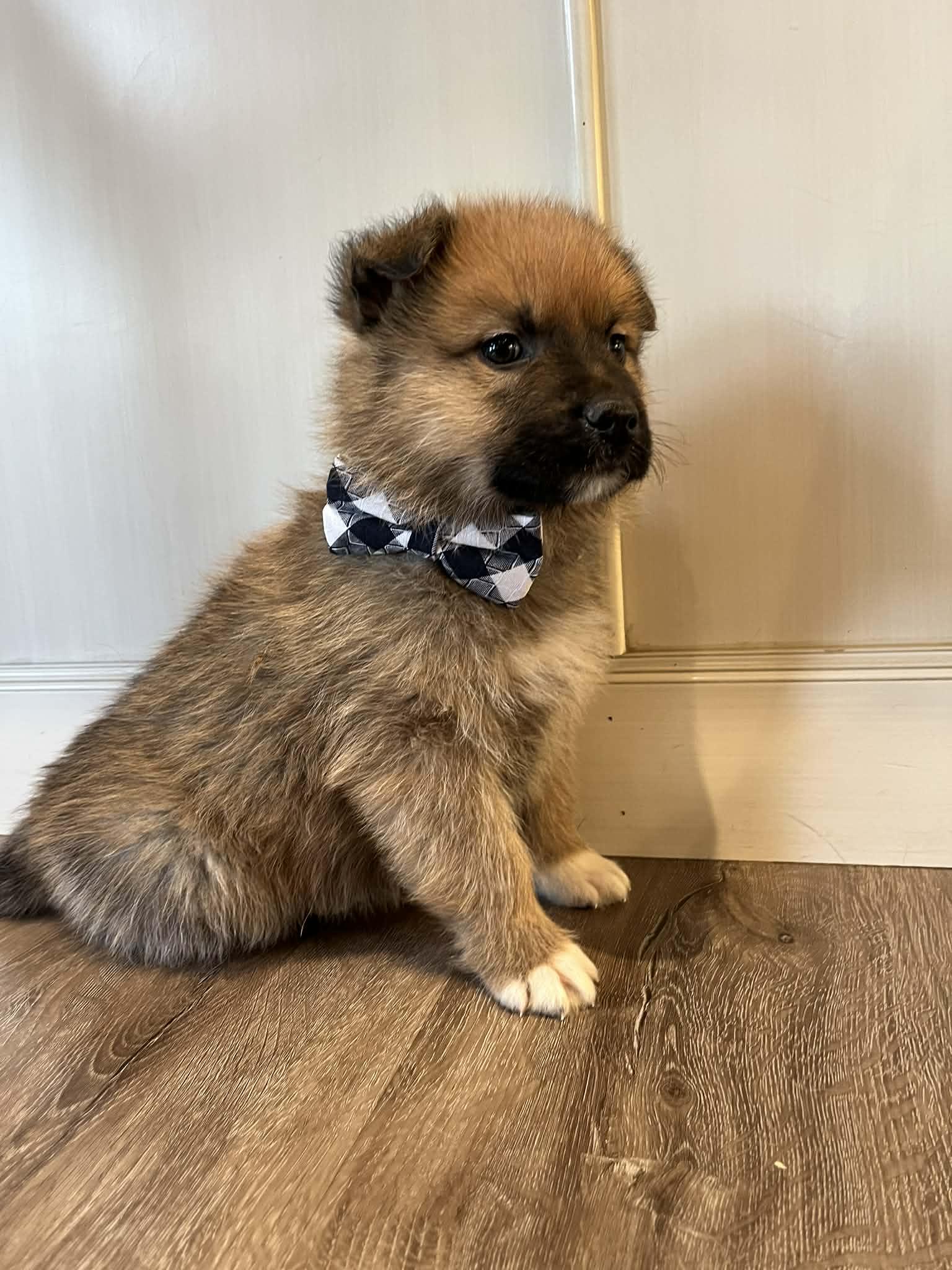 Enlarge Stetson, a Adoptable mixed breed in Saskatoon, SK image 4/4