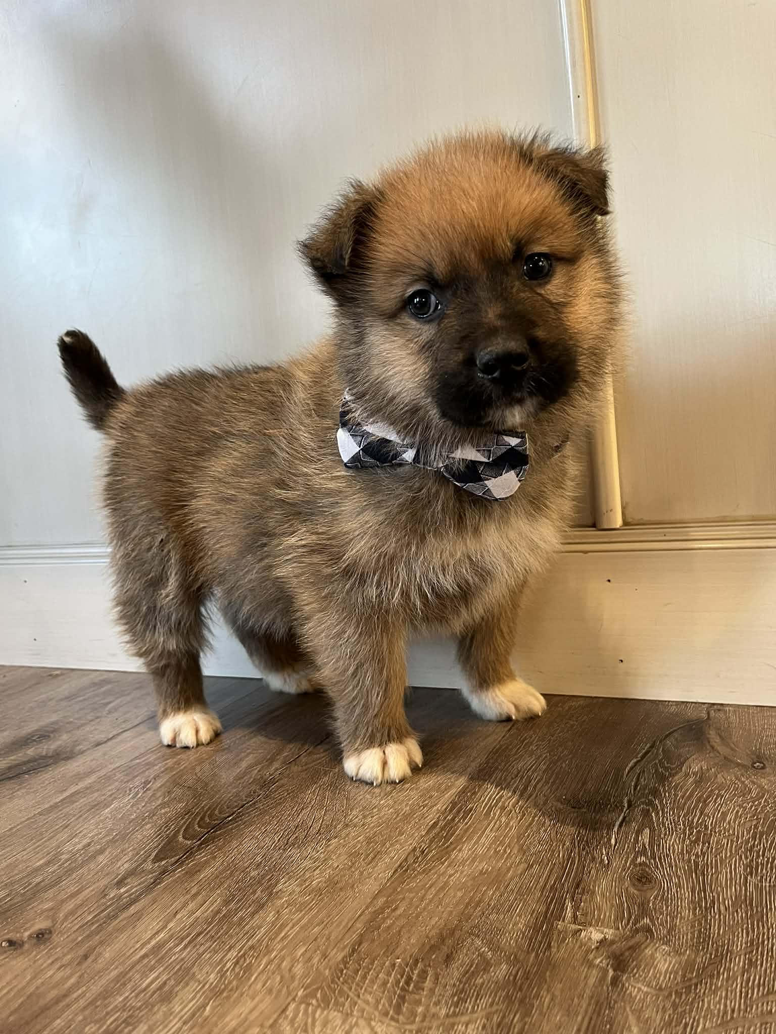 Enlarge Stetson, a Adoptable mixed breed in Saskatoon, SK image 2/4