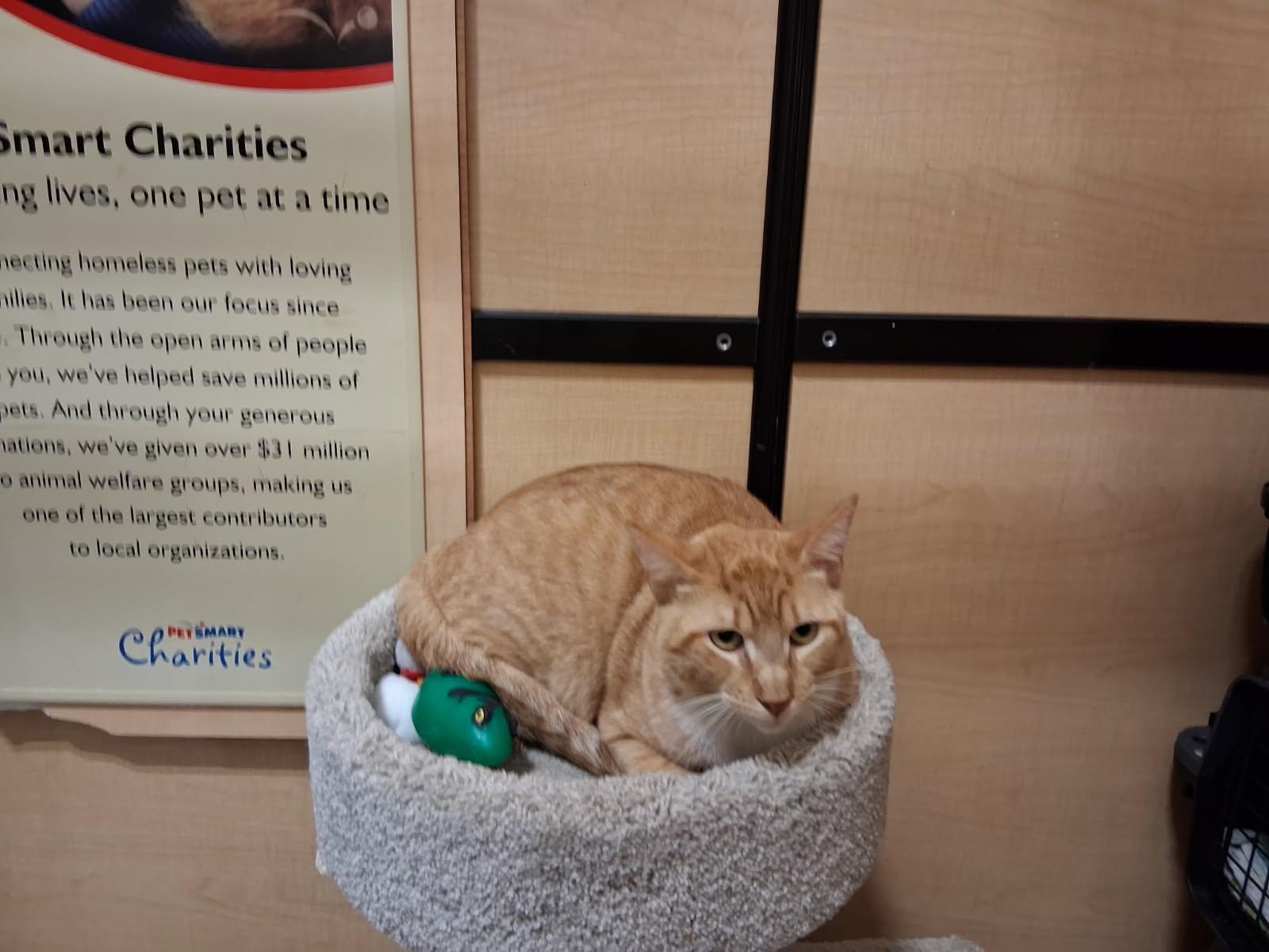 Enlarge Maddox, a Adoptable Domestic Short Hair in Rowlett, TX image 1/1