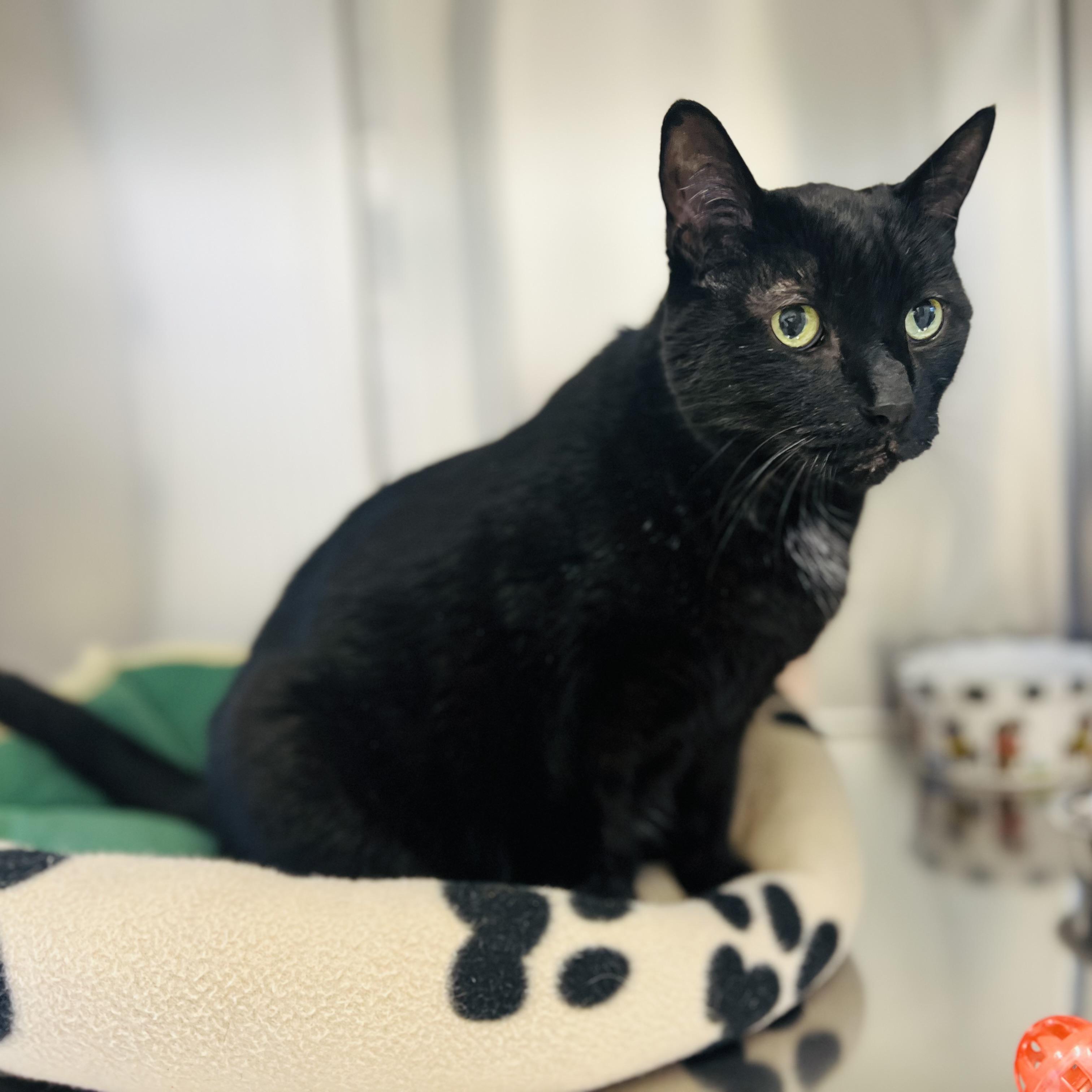 Enlarge Beanie, an adoptable Domestic Short Hair in St Stephen, NB image 3/3