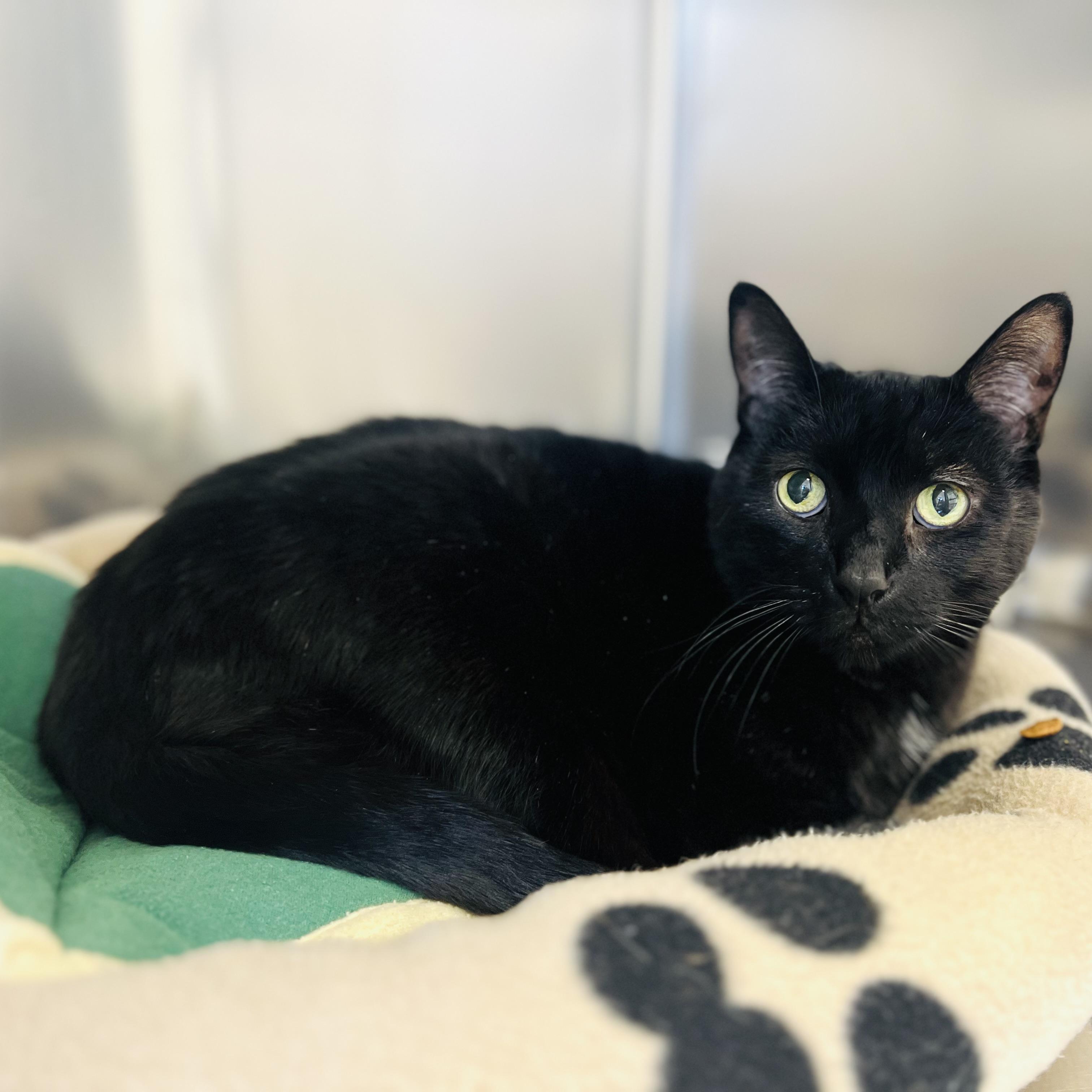 Enlarge Beanie, an adoptable Domestic Short Hair in St Stephen, NB image 2/3