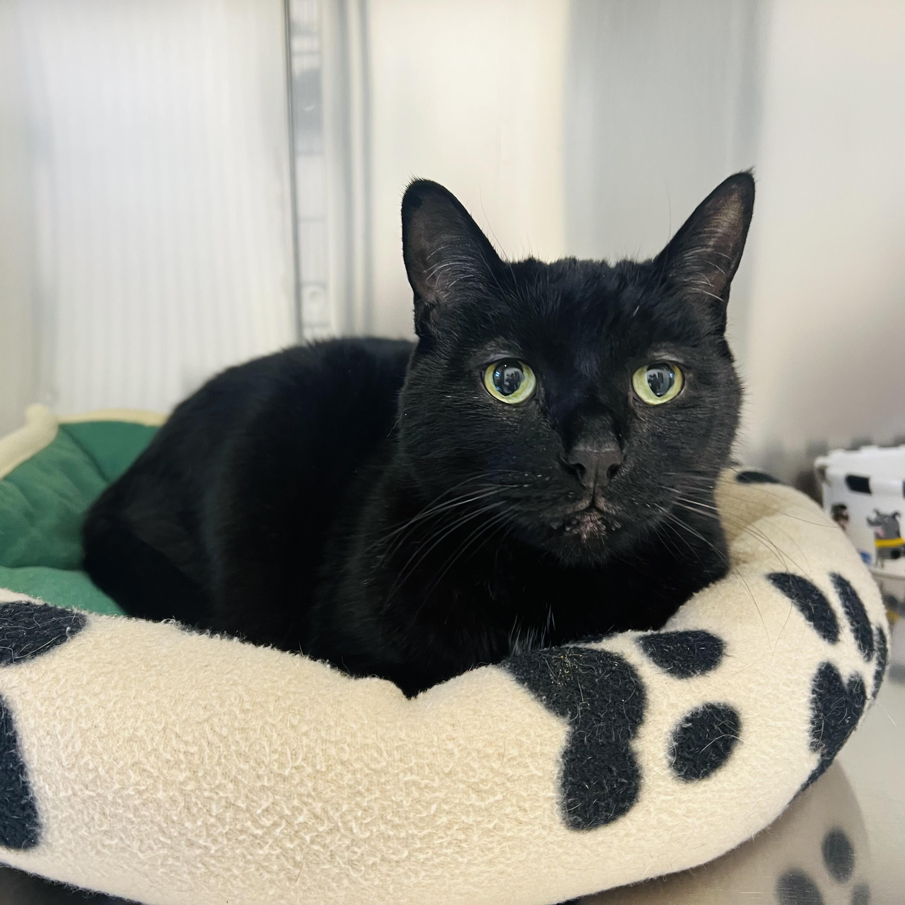 Beanie, adoptable, Senior Male Domestic Short Hair.