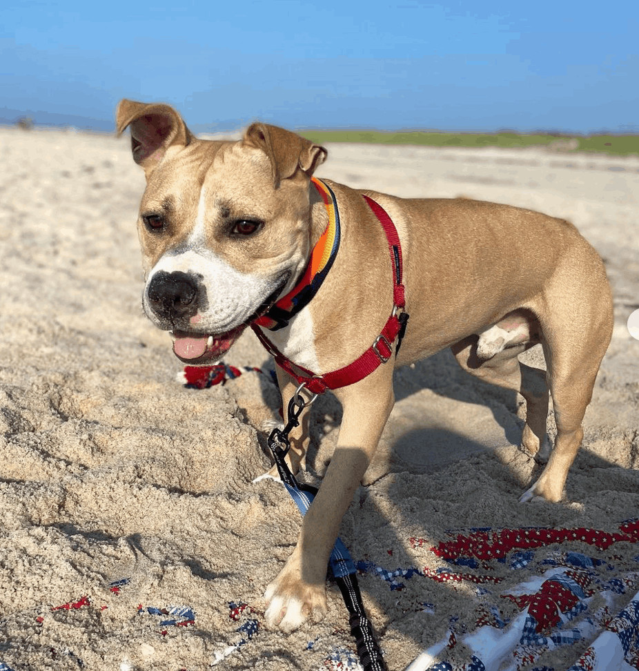 Crow, adopted, Young Male Mixed Breed & American Staffordshire Terrier.