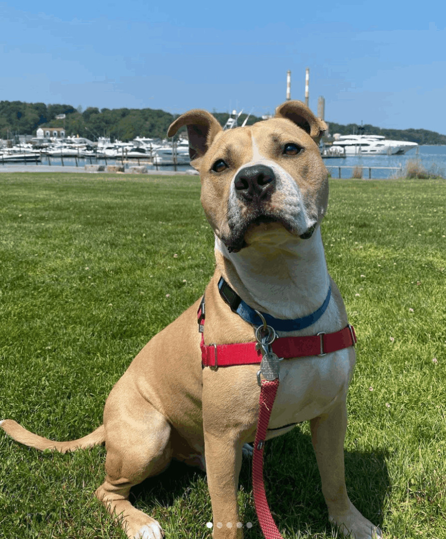 Enlarge Crow, an adopted mixed breed in Port Jefferson Station, NY image 2/5