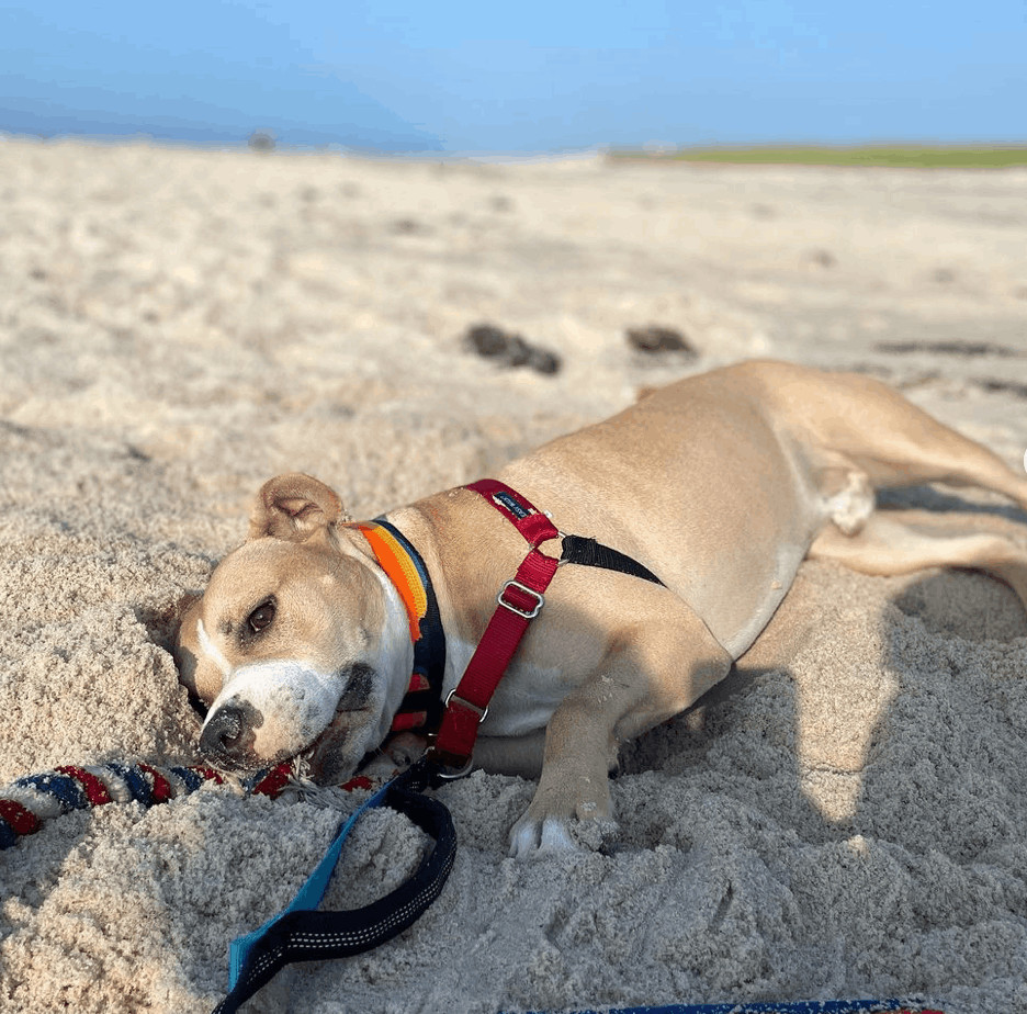 Enlarge Crow, an adopted mixed breed in Port Jefferson Station, NY image 3/5