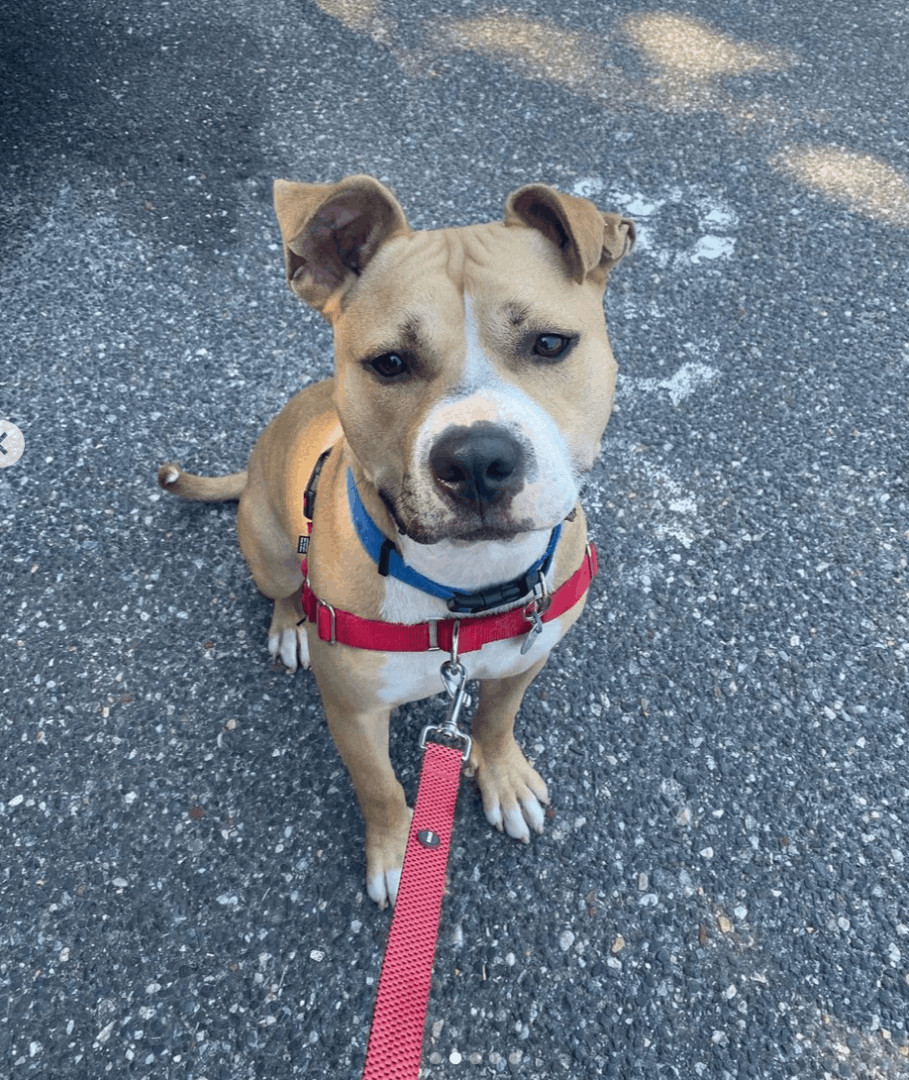 Enlarge Crow, an adopted mixed breed in Port Jefferson Station, NY image 4/5