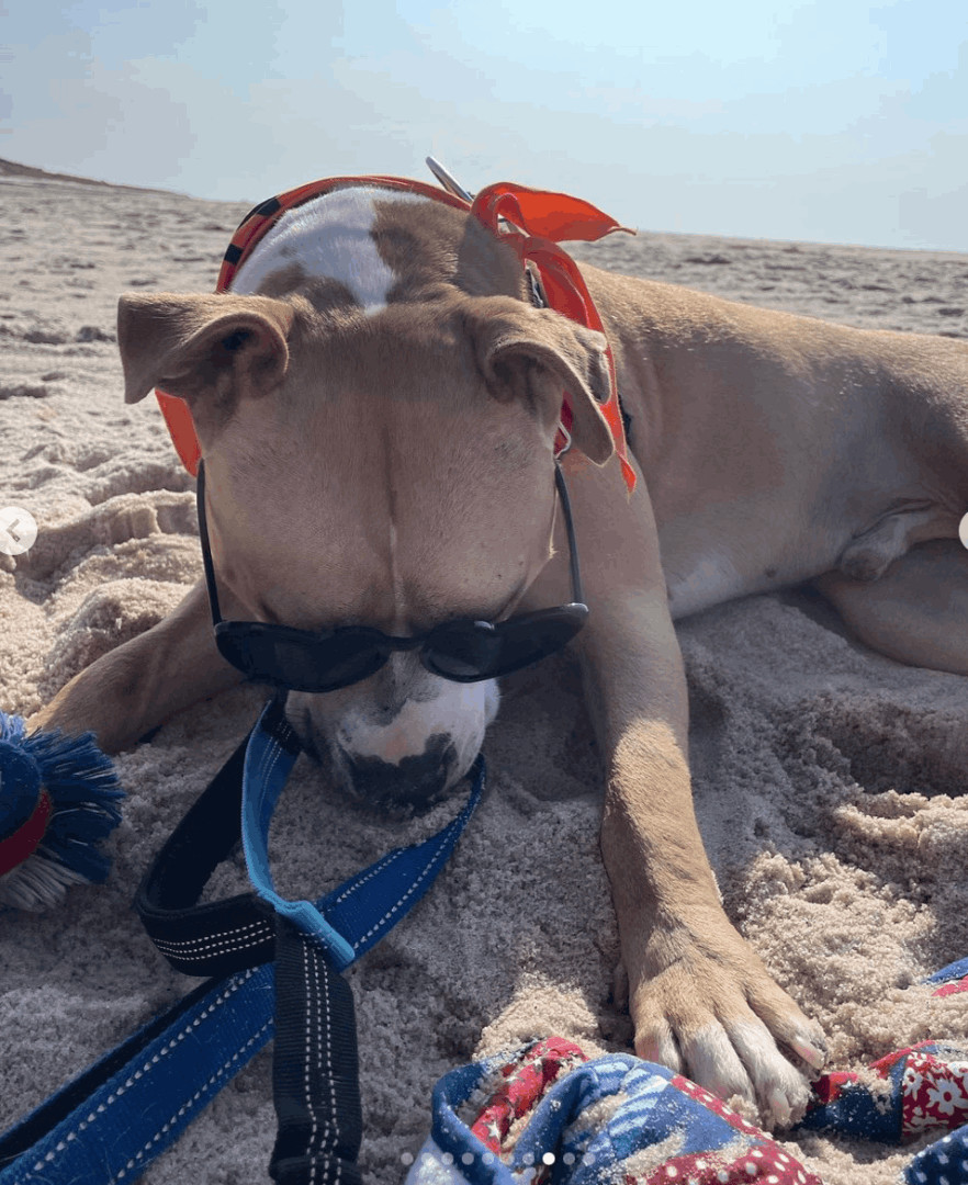 Enlarge Crow, an adopted mixed breed in Port Jefferson Station, NY image 5/5