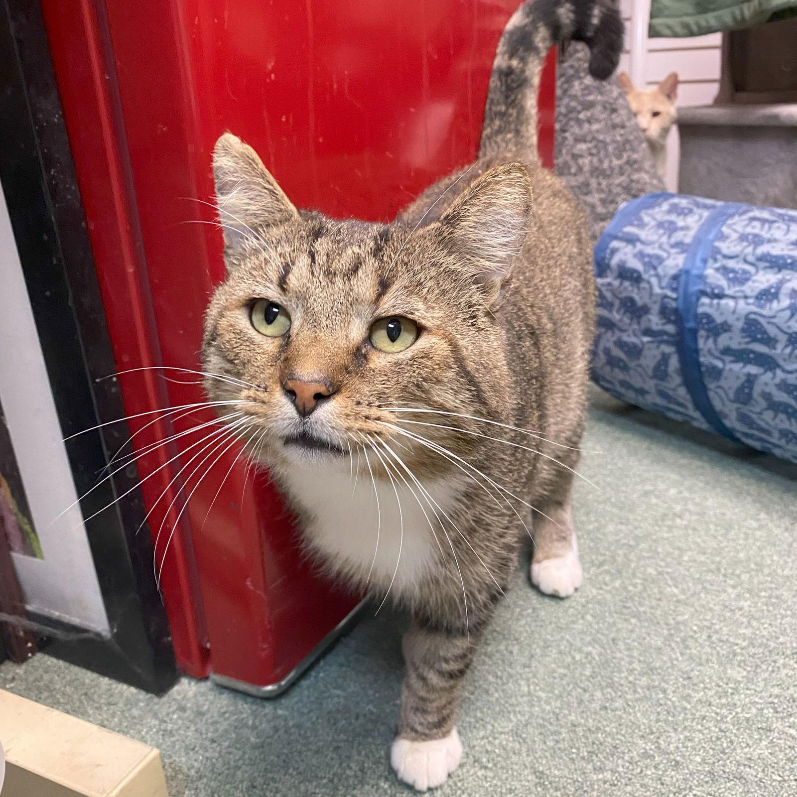 Enlarge Buddy Holly (FIV+), a Adopted mixed breed in Gettysburg, PA image 1/3