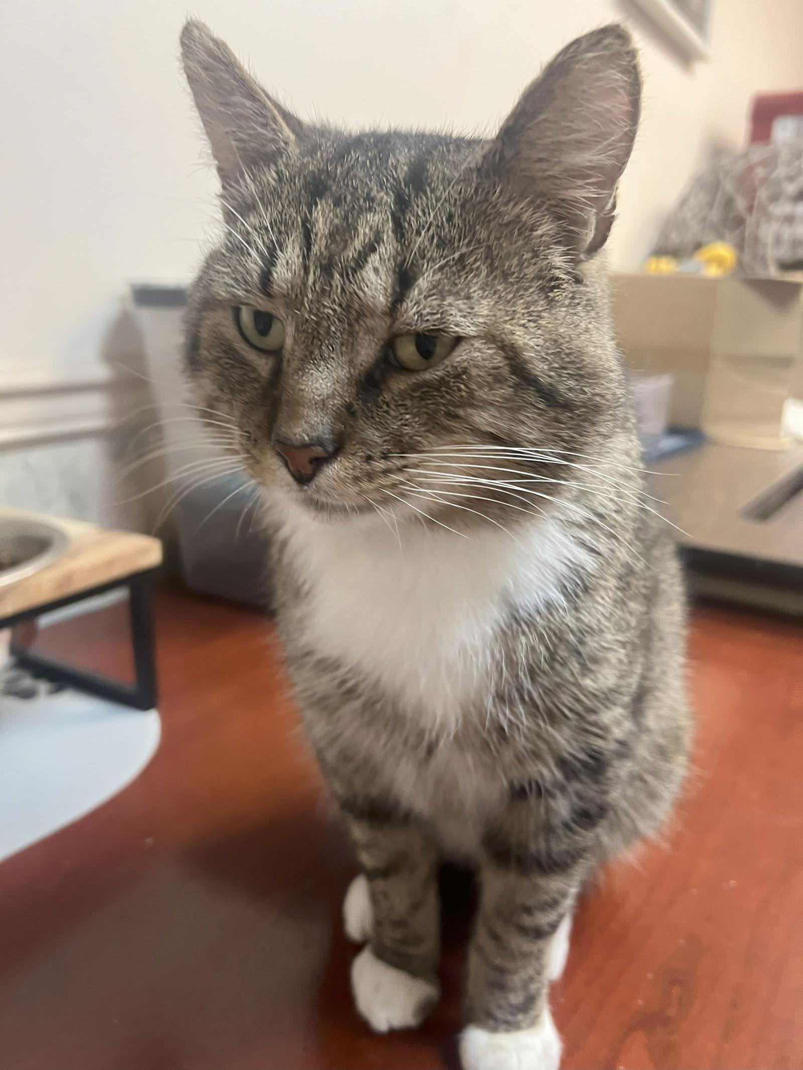 Enlarge Buddy Holly (FIV+), a Adopted mixed breed in Gettysburg, PA image 2/3