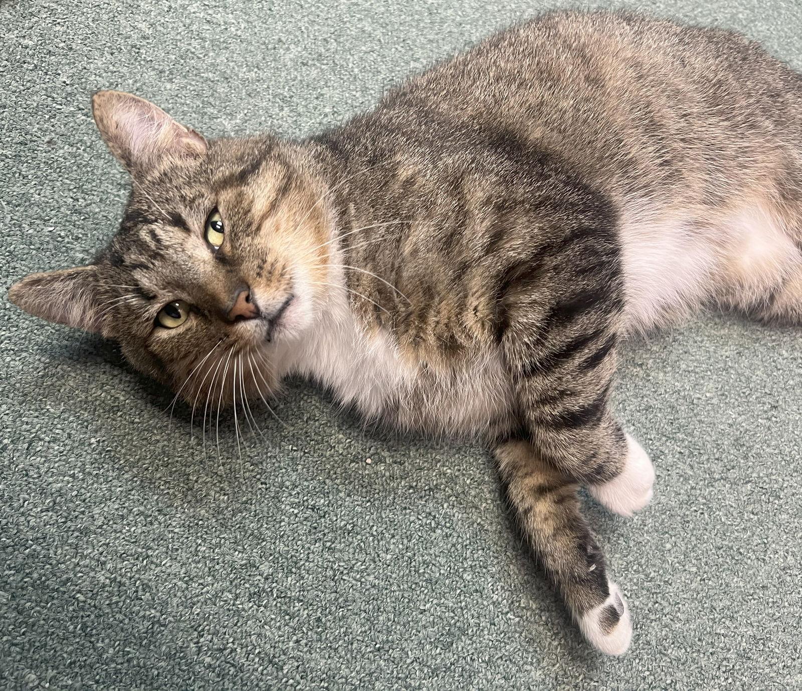 Enlarge Buddy Holly (FIV+), a Adopted mixed breed in Gettysburg, PA image 3/3