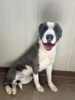 Tank, Adoptable, Adult Male Pit Bull Terrier.