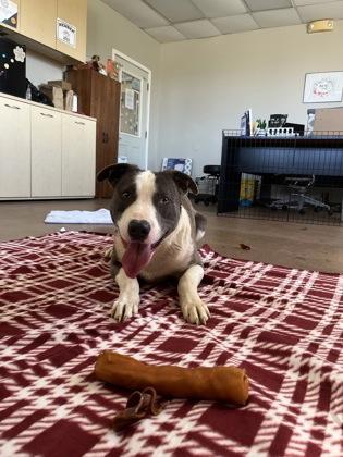 Enlarge Tank, a Adoptable Pit Bull Terrier in Winfield, KS image 2/2
