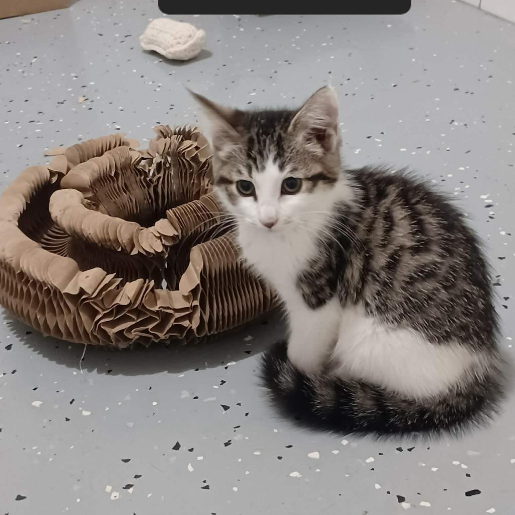Oriana, Adoptable, Kitten Female Domestic Short Hair.