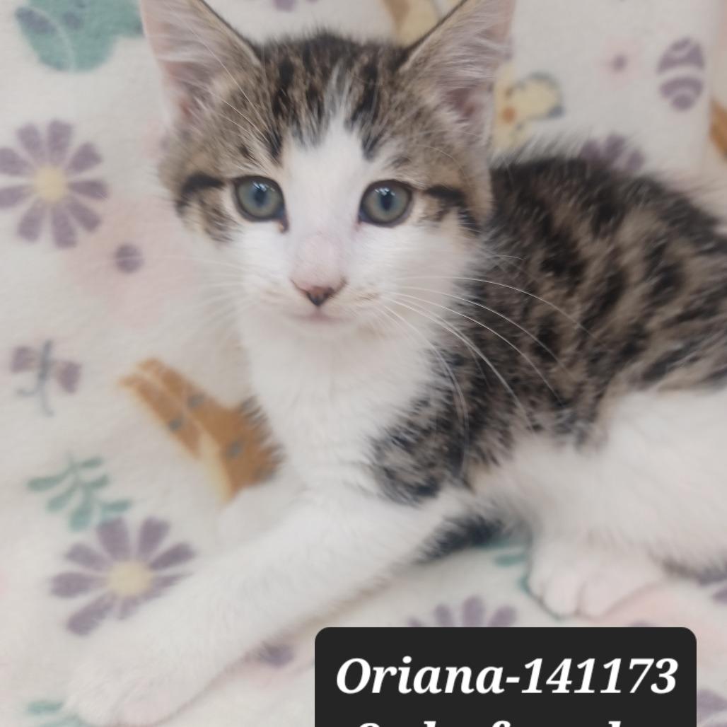 Enlarge Oriana, a Adoptable Domestic Short Hair in New Tazewell, TN image 2/2