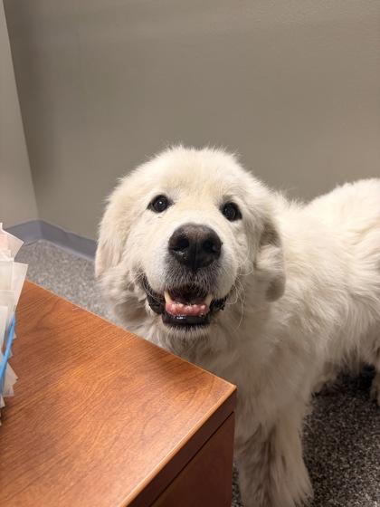 Enlarge Summit, a Adoptable Great Pyrenees in Redmond, OR image 3/3