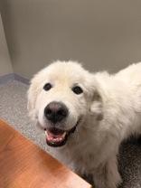 Enlarge Summit, a Adoptable Great Pyrenees in Redmond, OR image 2/3