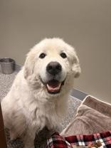 Summit, Adoptable, Adult Male Great Pyrenees.
