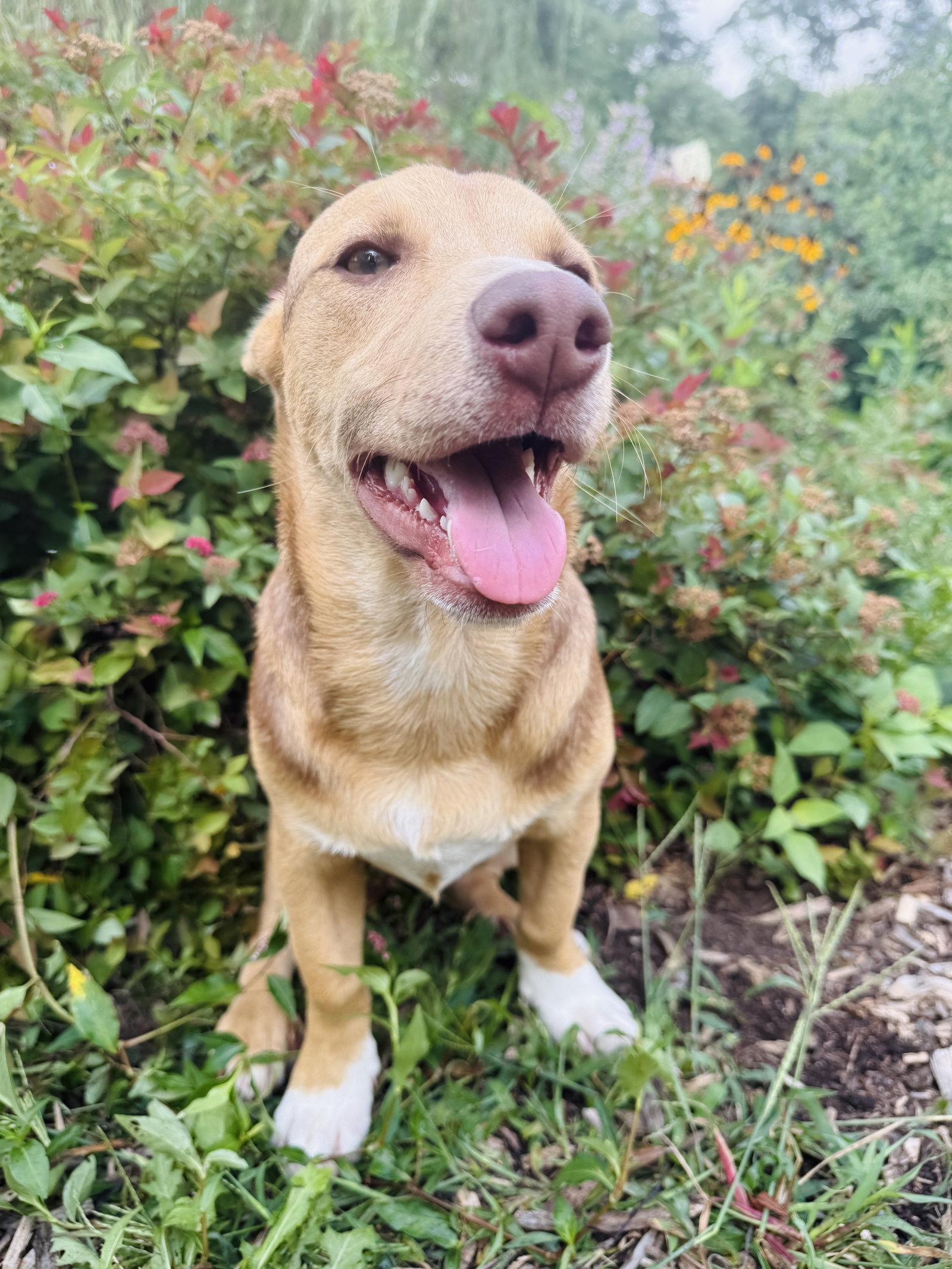 Enlarge Hunter, a Adoptable mixed breed in Elizabethtown, PA image 2/2